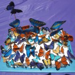 Butterflies08