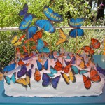 Butterflies16