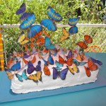 Butterflies17