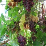 Nice grape harvest this year