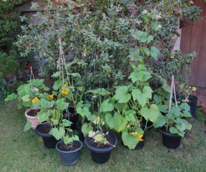 Pumpkin Update - over 4 ft vines!