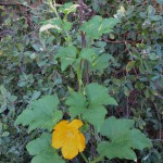 Pumpkin vine as tall as me!