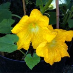 First Pumpkin Blossoms Sep 9th 2012