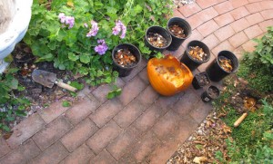 Planting Pumpkins mid-July