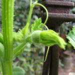 First Female Pumpkin Blossom