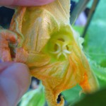 Hand-fertilizing my first female pumpkin blossom