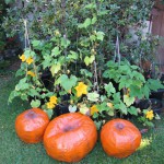 Painted papier-mache pumpkins with real pumpkin vines