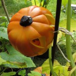 Fake Pumpkins wtih Real Pumpkin Vines