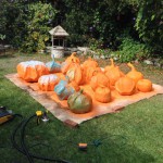 Painting Pumpkins in Progress