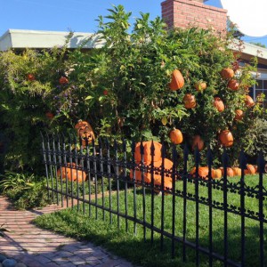 Graveyard fence and only some of the pumpkins