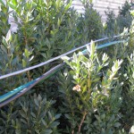 "Hidden" cable runs through the boxwood hedge