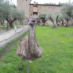 Emu wanting a handout (by Scary Jerry)