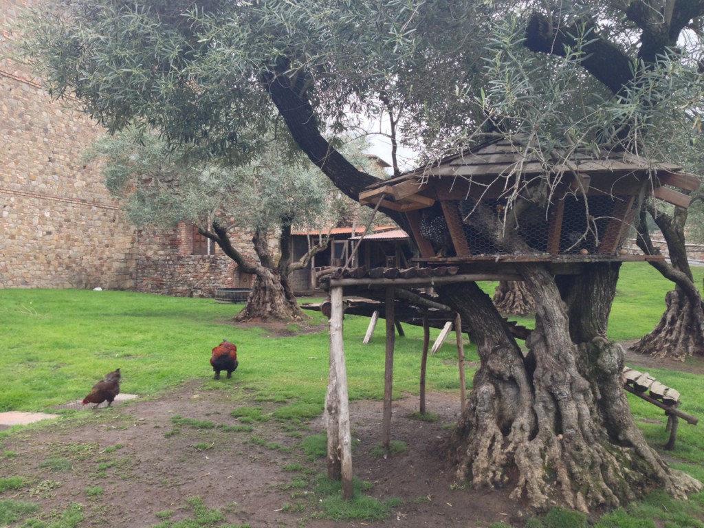 Treehouse chicken coop