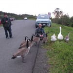 Glen and his flock