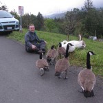 Glen and his flock