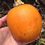Other tiny pumpkin from my first harvest