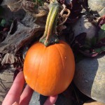 One tiny pumpkin from my first harvest