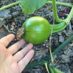 another baby pumpkin already getting bigger