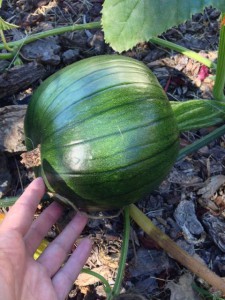 This pumpkin is getting even bigger!