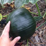 My pumpkin is still green & growing bigger every day!