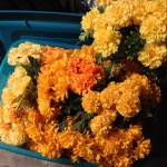 Golden flowers purchased all summer have overflowed their boxes...