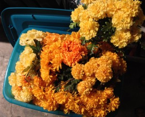 Golden flowers purchased all summer have overflowed their boxes...