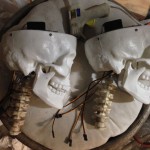 necks on the skulls, ready for the skeletons