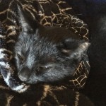 Obsidian snoozing in his web collar on the plush web blanket...cozy!