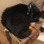 Ebony in her new collar keeping one of the electronics boxes warm