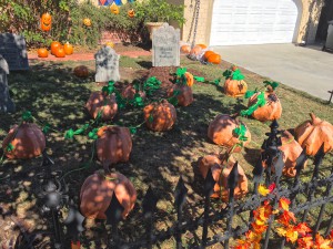 pumpkin vines in the graveyard